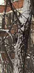 Dendrocopos major