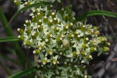 Xysmalobium involucratum