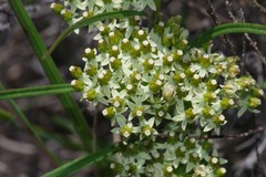 Xysmalobium involucratum