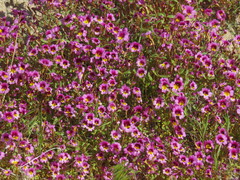 Erythranthe rhodopetra