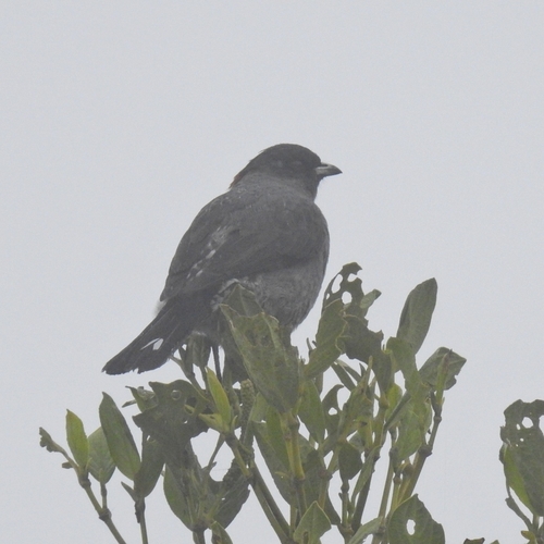 Red-crested Cotinga (Ampelion rubrocristatus)