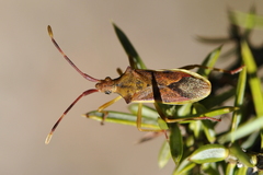 Gonocerus juniperi