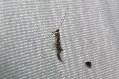 Parornix geminatella