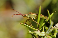 Gonocerus juniperi