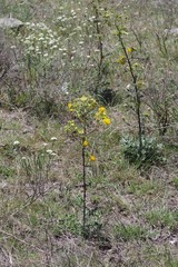 Berkheya heterophylla radiata