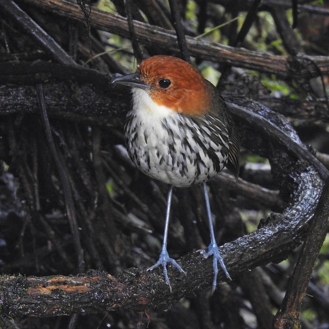 Chestnut-crowned Antpitta illustration