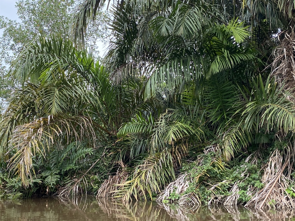 Raphia taedigera
