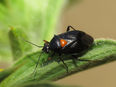 Deraeocoris ribauti