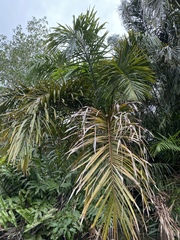 Raphia taedigera