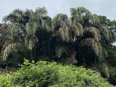 Raphia taedigera