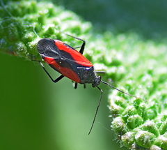 Dionconotus confluens
