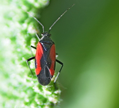Dionconotus confluens