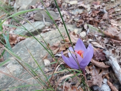 Crocus ligusticus