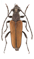 Trachysida mutabilis