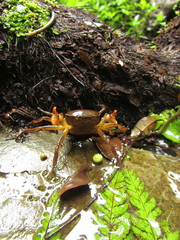 Trichodactylus fluviatilis