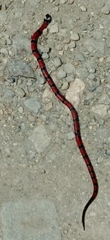Micrurus dumerilii carinicauda