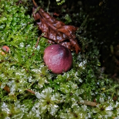 Lycoperdon fuligineum