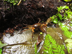 Trichodactylus fluviatilis