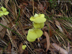 Calceolaria hyssopifolia