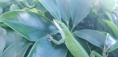 Anolis carolinensis
