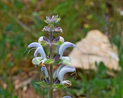 Salvia argentea