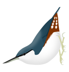 Siberian Nuthatch photo 4