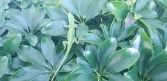 Anolis carolinensis