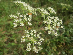 Peucedanum oreoselinum