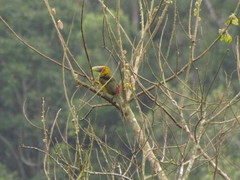 Pteroglossus bailloni