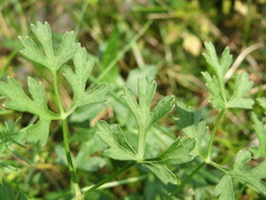 Peucedanum oreoselinum