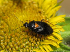 Deraeocoris ribauti