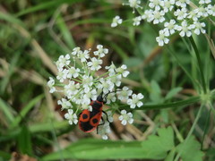 Peucedanum oreoselinum