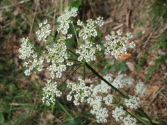 Peucedanum oreoselinum