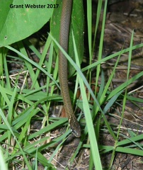 Hebius vibakari