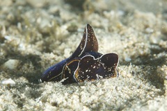 Philinopsis speciosa