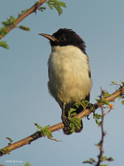 Anthreptes orientalis