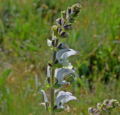 Salvia argentea