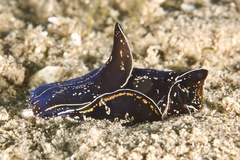 Philinopsis speciosa