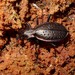 Carabus irregularis - Photo (c) Jakob Fahr, some rights reserved (CC BY-NC), uploaded by Jakob Fahr