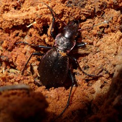 Carabus irregularis