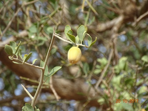 simple-thorned greenthorn