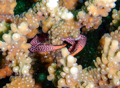 Trapezia rufopunctata