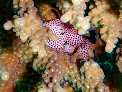 Trapezia rufopunctata