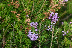 Erica vagans