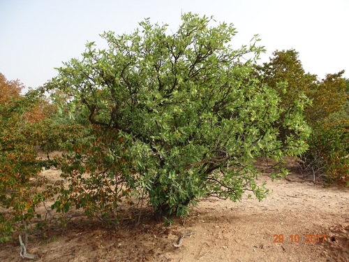 Boscia senegalensis image