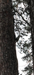 Picus canus