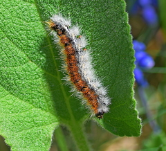 Diacrisia purpurata