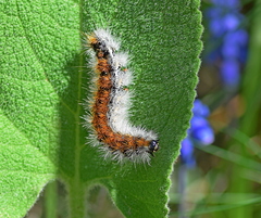 Diacrisia purpurata