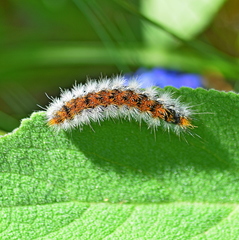 Diacrisia purpurata