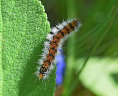 Diacrisia purpurata